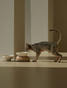 A kitten drinks water in front of a pebble bowl