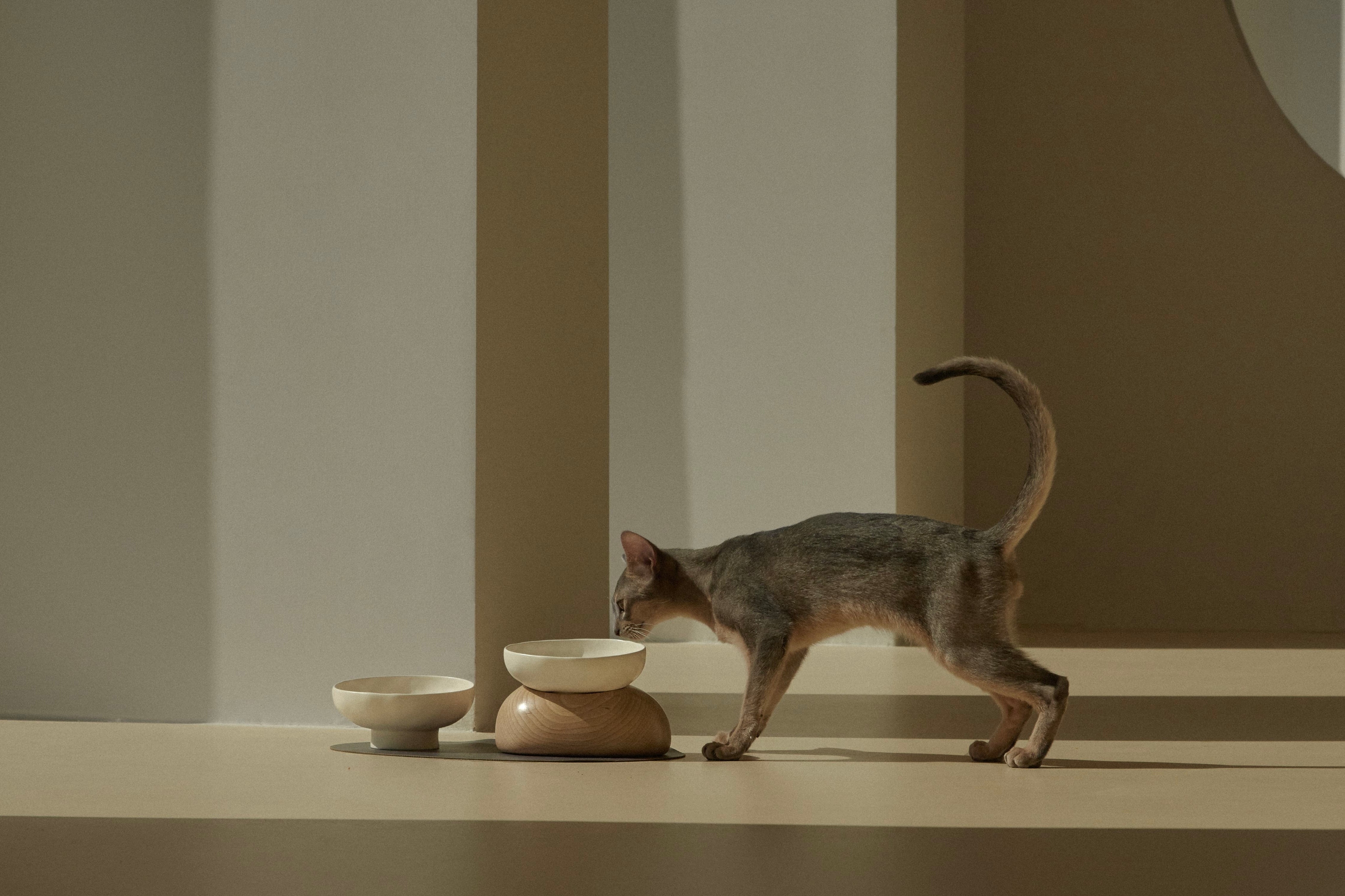 A cat drinks water in front of a pebble bowl