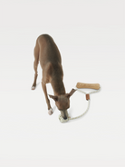 A dog leans over to bite a "dog bone" toy 