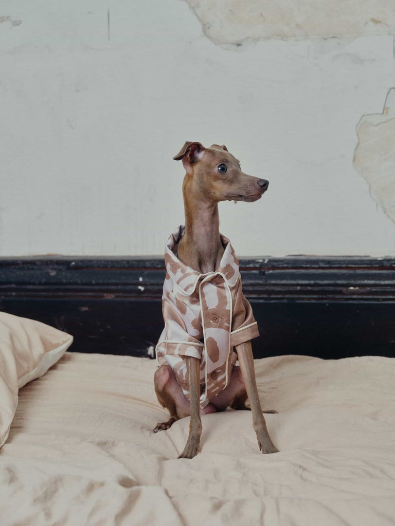 A dog wearing pet pajama shirt sits on the bed and looks to the right