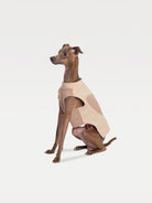 A dog standing facing right in a patchwork sweatshirt