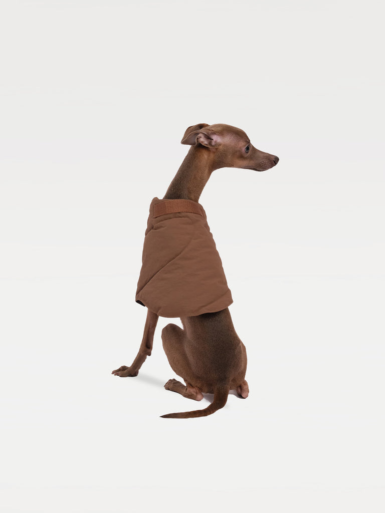Dog in brown vest sitting with its back facing the camera and its head turning right