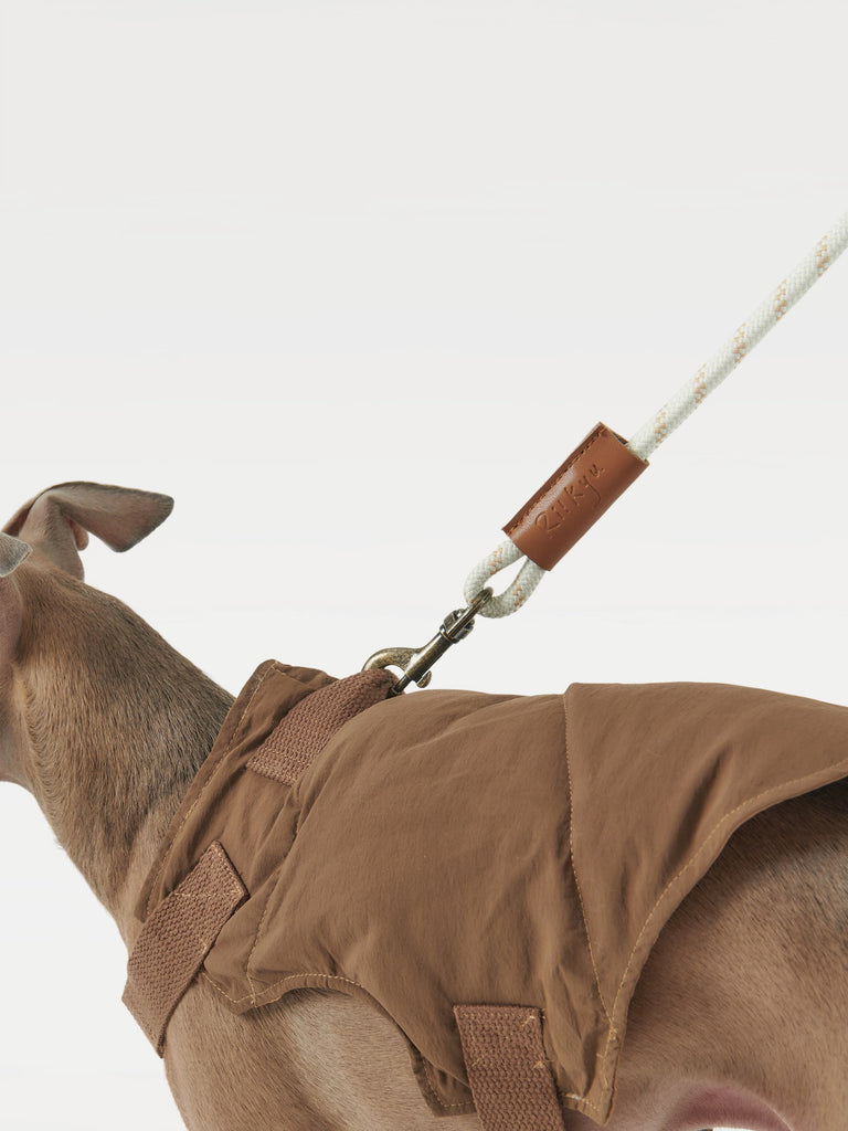 A dog, adorned in a brown vest and tethered by a leash