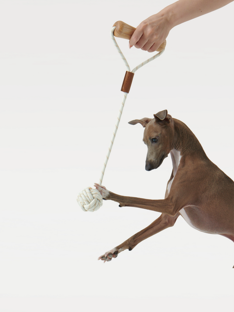 A dog holds a toy with a dog-bone-shaped handle that is being lifted by human hands