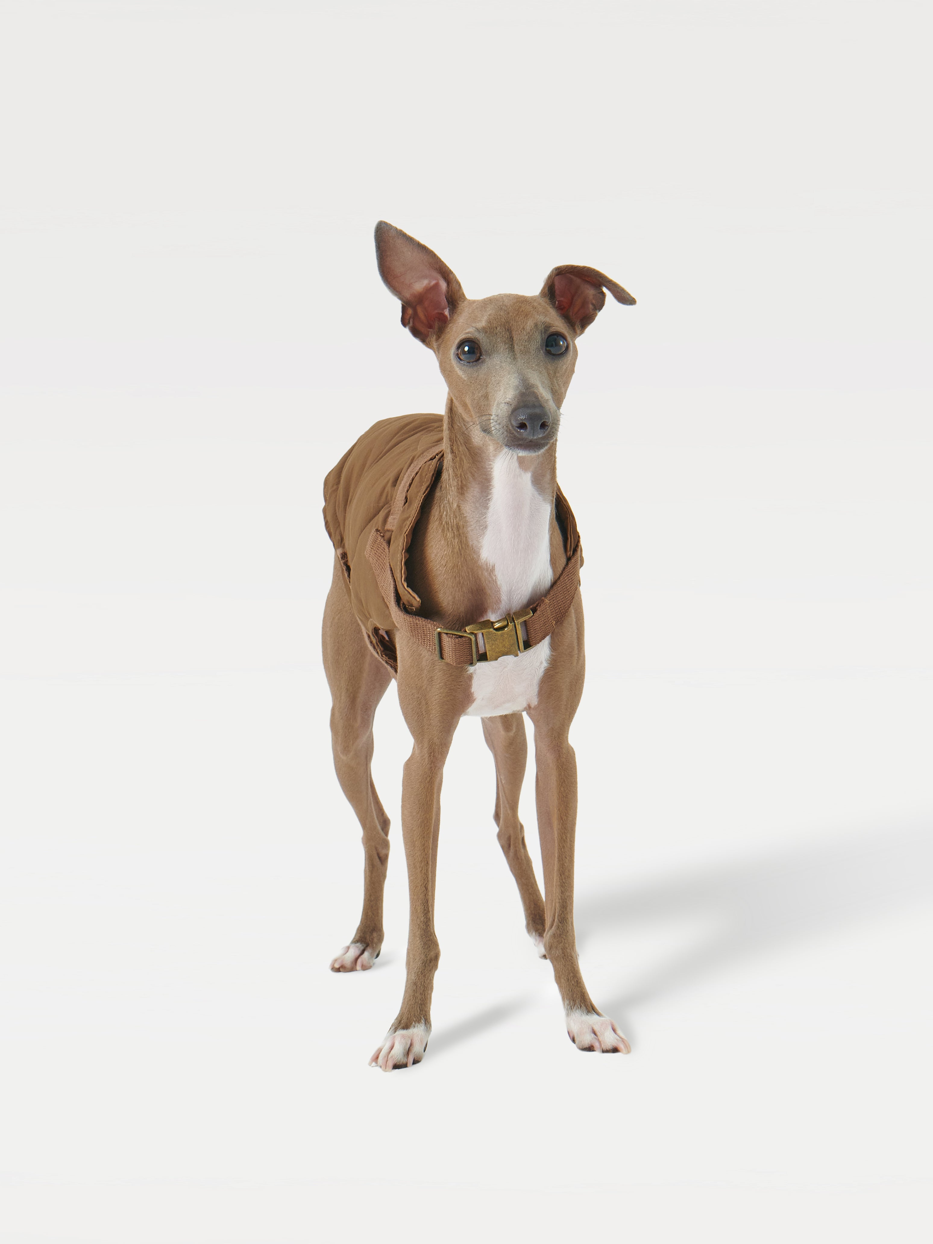 A brown vest-wearing dog standing