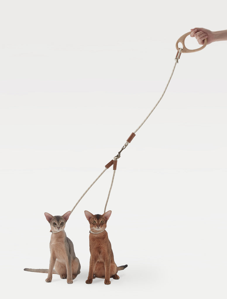 A human leads two cats on a leash with  two ends