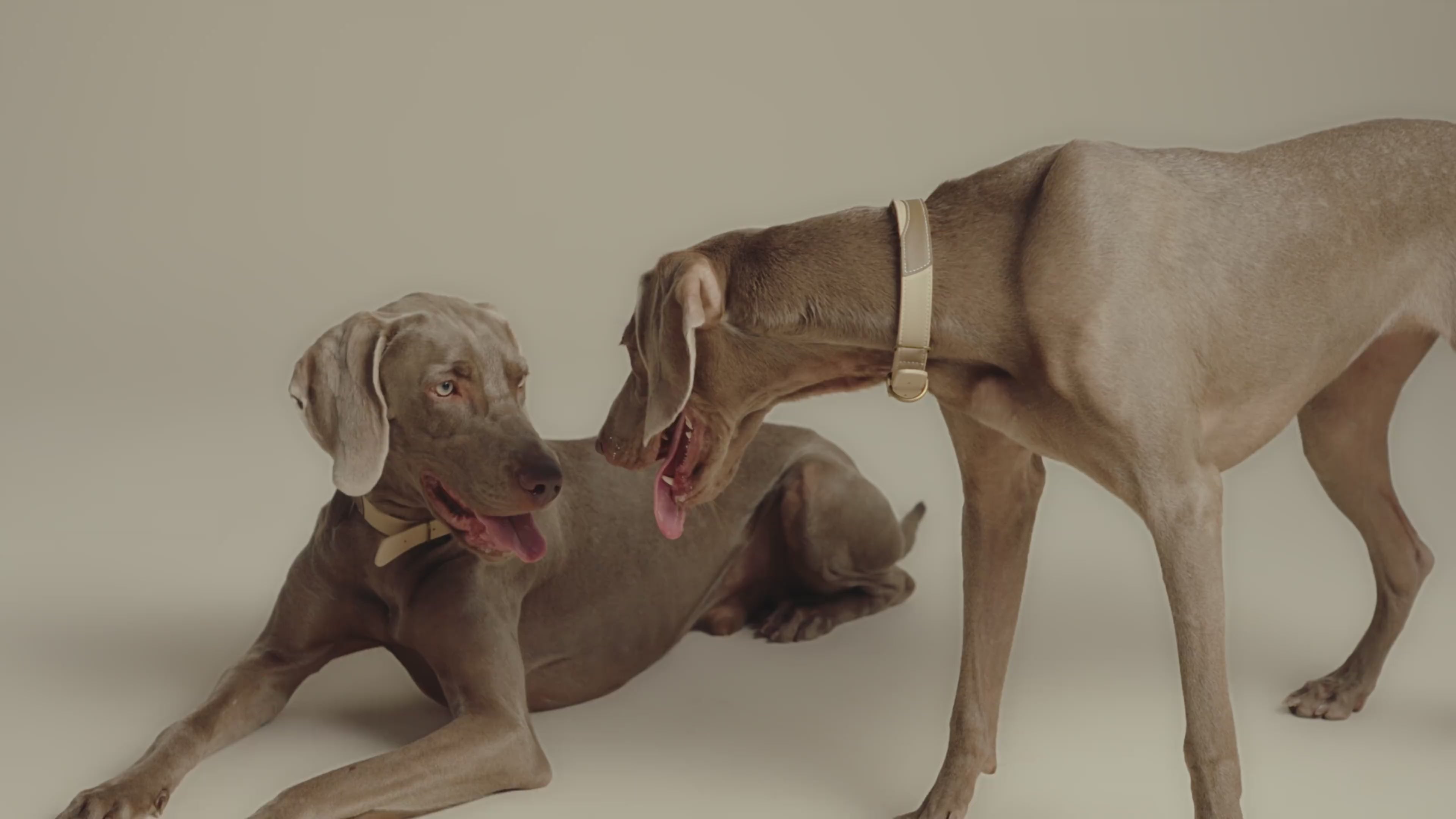 An owner leads his two dogs with a dog leash designed for two pets