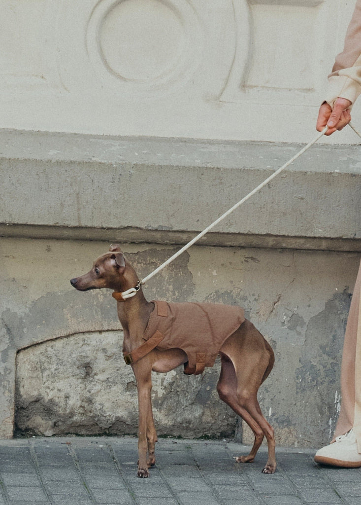 A woman walking a dog which is in a  brown vest on a leash